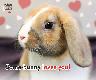 Valentine's Day e-card  - Bunny 2