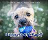 Holiday Cards - Happy Hanukkah