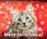 Holiday Cards - Merry Christmas