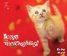 Holiday Cards - Happy Thanksgiving